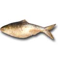 Fish - Hilsha (Ilish) Fish 1 piece