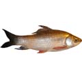 Fish - Rui Fish 1 KG  