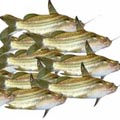 Fish - Tengra Fish 1 KG