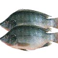 Fish - Tilapia Fish 1 KG   