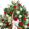 (22) 2 dozen Red & Off White Roses in Basket