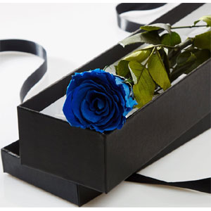 (01)Single Blue Rose in a box 