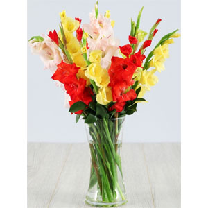 1 Dozen Multicolor Gladiolus in a vase