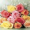 (01)1 dozen multicolor roses 