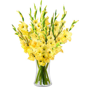 (32) 1 Dozen Gladiolus in vase