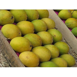 (005) Fazli Mango-5 Kg