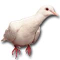 Meat - Live pigeon 1 Piece