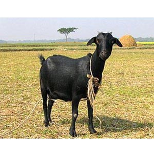 Small Live goat for Eid-Ul-Adha
