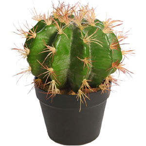 Live Cactus Plant