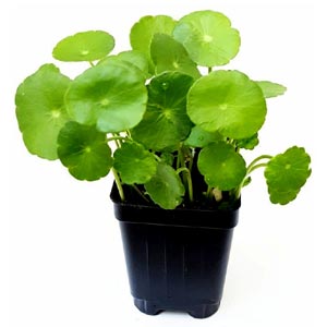 Coin Indoor Plant