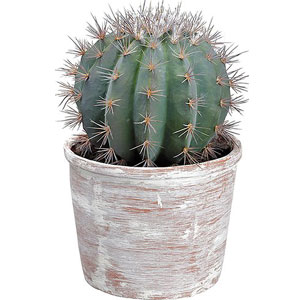 Live Cactus Plant