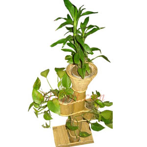 Bamboo stand with live plants