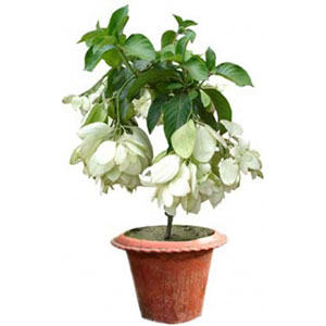 Live White Moshonda Plant
