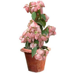 Live Pink Moshonda Plant