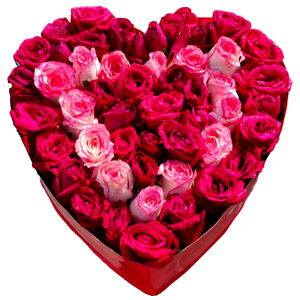 (0004) 50 Roses Luxury Box (Red & Pink Mix)